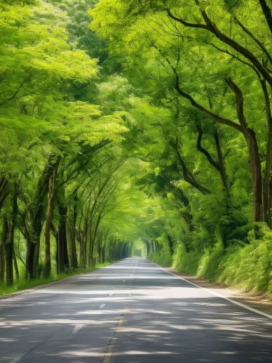 A peaceful road lined with lush green trees creating a natural canopy.