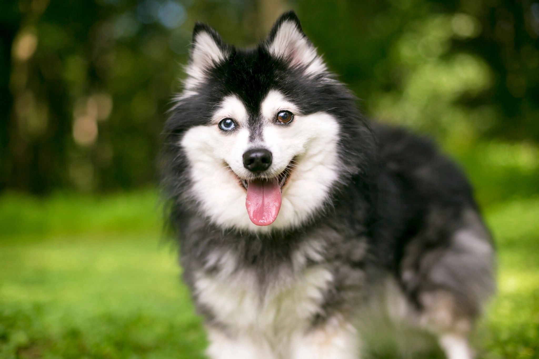 5 Facts About Alaskan Klee Kai