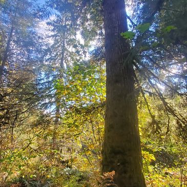 Mixed forest canopy over a river