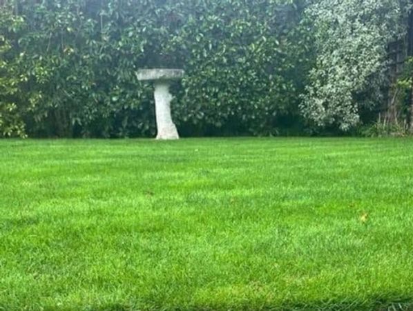 Our bespoke lawn treatments not only keep the weeds away but giving your lawn a lush look all year