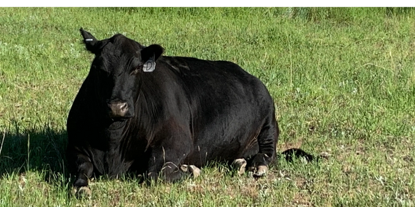 One of our momma cows