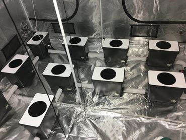 RDWC Hydroponic system - 12 Kit.
Inside a Gorilla 9x9 grow tent.