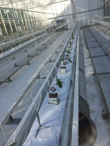 Hydroponic Tomato crop fed with a large scale drip system 
Substrate - rockwool slabs