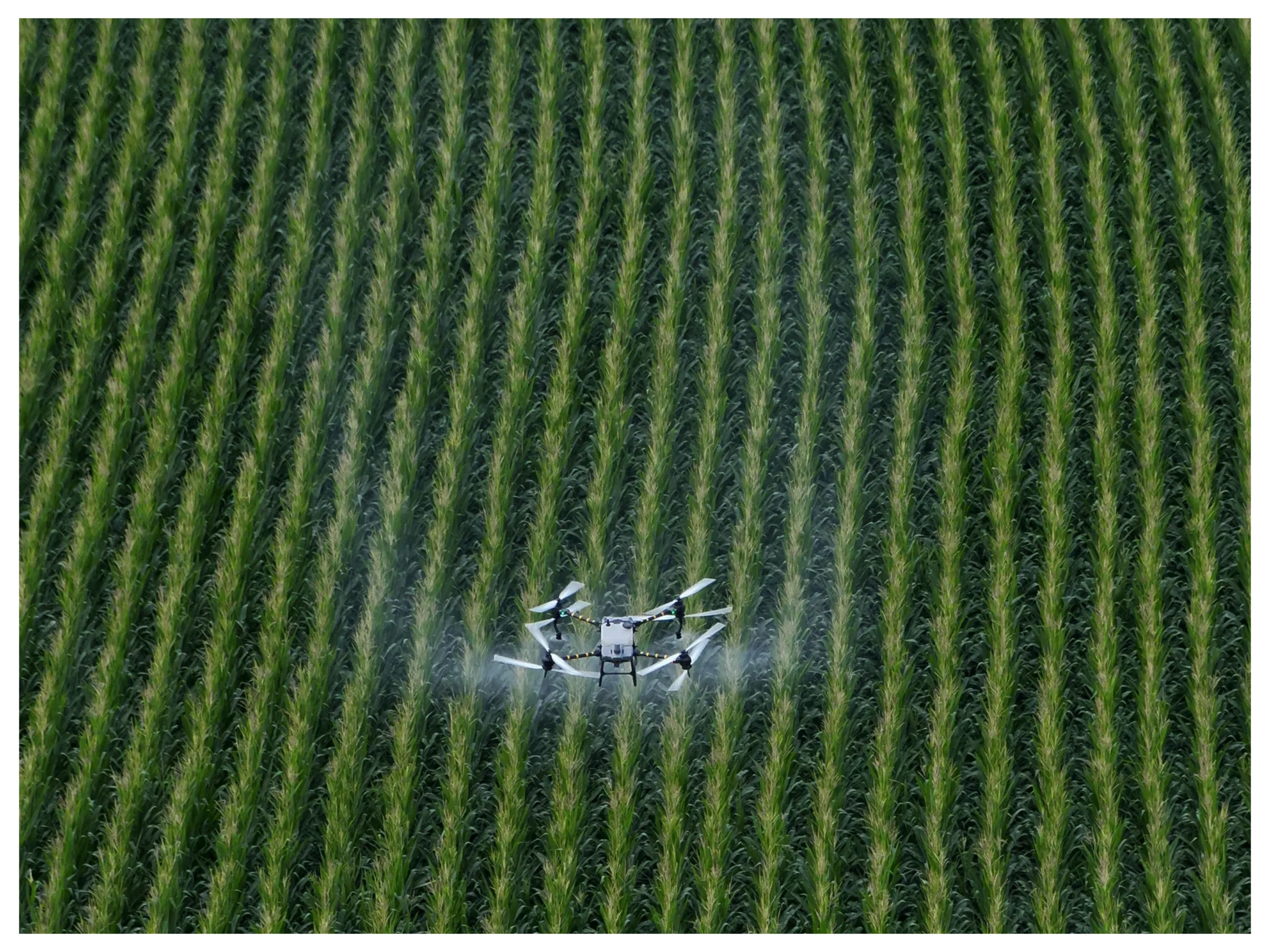 Drone spraying fungicide on corn