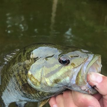 Bass on the fly. 