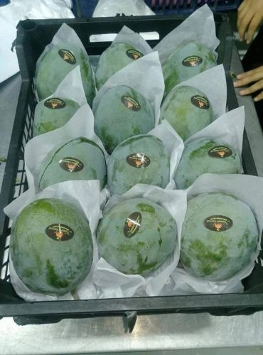 Tray of green mangoes wrapped in white paper with labels.