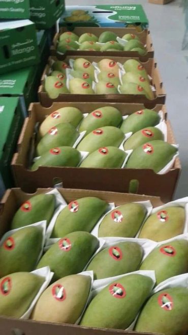 Rows of neatly packed green mangoes in cardboard boxes.