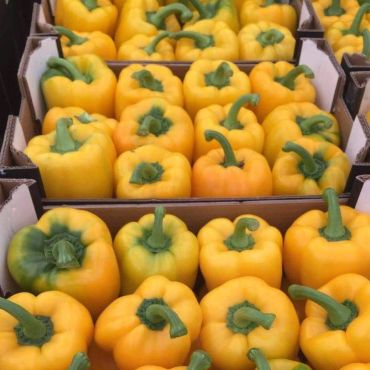 Boxes filled with fresh yellow bell peppers.