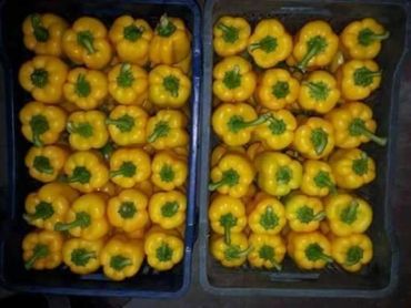 Two crates filled with fresh yellow bell peppers.