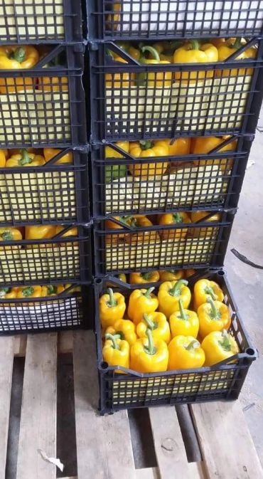 Crates filled with fresh yellow bell peppers stacked on a wooden pallet.