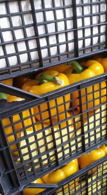 Yellow bell peppers stacked in black plastic crates.