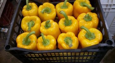 A crate filled with fresh yellow bell peppers neatly arranged.