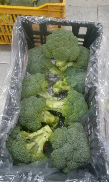 Fresh broccoli heads neatly packed in a plastic-lined crate.