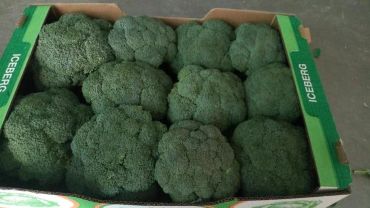 A box filled with fresh green broccoli heads.