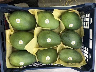 Nine large green mangoes neatly packed in a black crate with yellow padding.