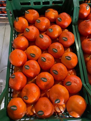 Fresh oranges with stickers neatly arranged in green crates.