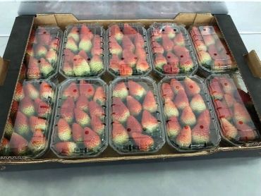 Multiple containers of fresh strawberries packed in a cardboard box.