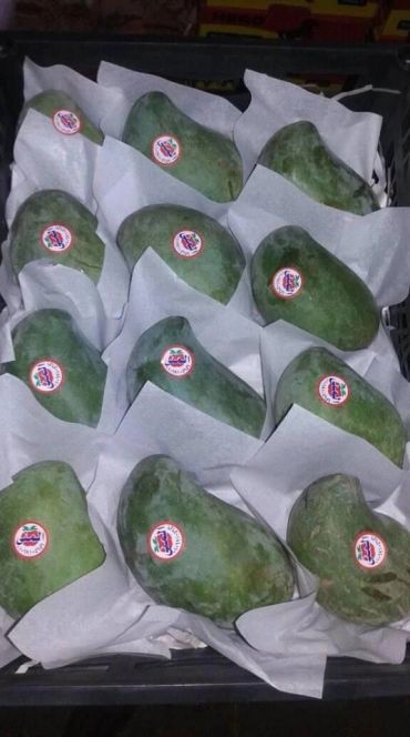 A crate filled with green mangoes, each with a sticker and wrapped in white paper.
