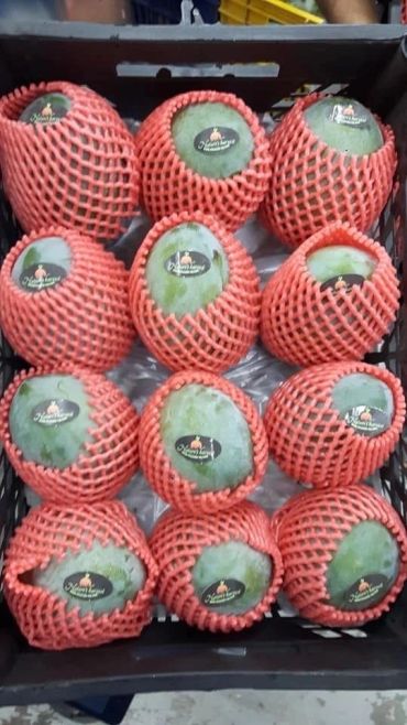 Mangoes wrapped in protective pink netting, neatly arranged in a crate.