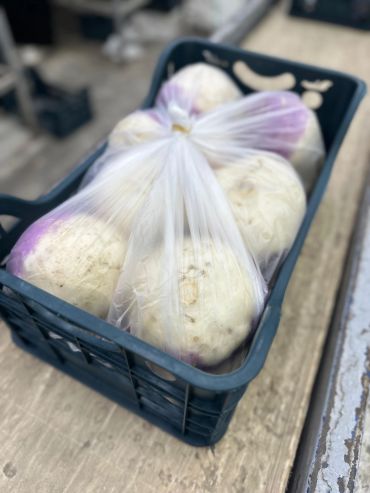 Plastic bag containing large white vegetables with purple tips in a crate.