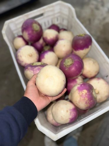 Hand holding a white and purple turnip over a basket filled with similar turnips.