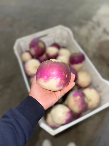 Hand holding a purple and white turnip with more turnips in a white basket.