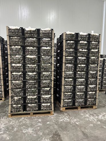 Stacks of black crates filled with white mushrooms in a cold storage room.