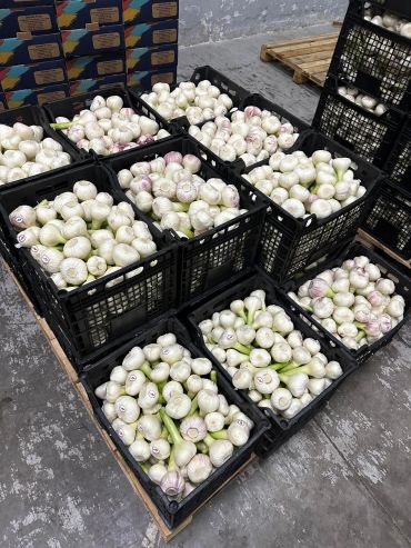 Crates filled with fresh garlic bulbs arranged on a warehouse floor.