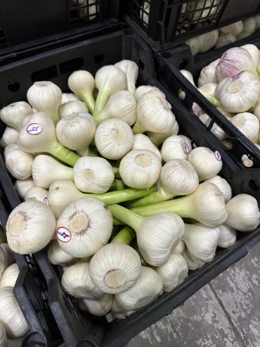 Fresh garlic bulbs with green stems packed in black crates.