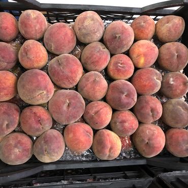 A crate filled with fresh peaches arranged in rows.