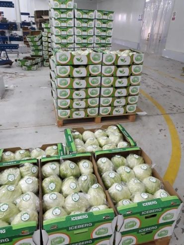 Boxes of iceberg lettuce stacked in a warehouse.