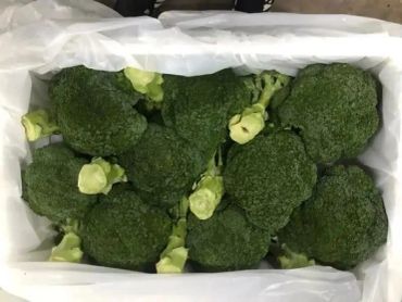 Fresh green broccoli heads packed in a white box.