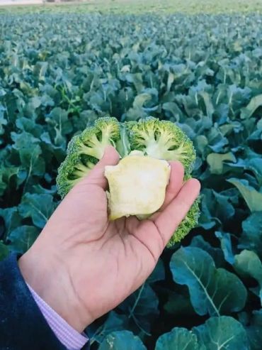 Hand holding a small broccoli floret in a broccoli field.