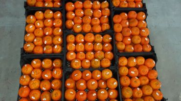 Multiple trays filled with neatly arranged ripe oranges.