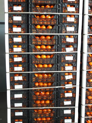 Rows of oranges packed in black crates on shelves.