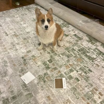 A corgi sitting on a patterned rug with paint swatches.