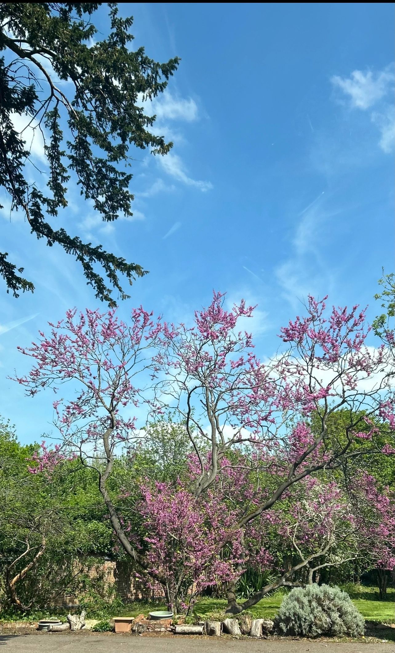 Pink blossoming trees under a clear blue sky.