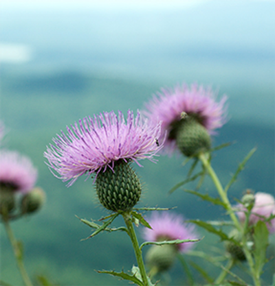 Close-up of purple thistle flowers with blurred green background.