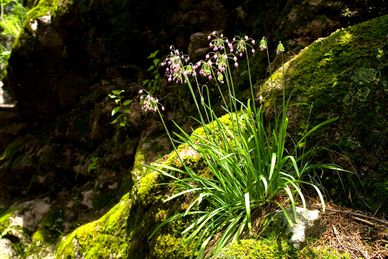 Delicate purple flowers growing on moss-covered rocks in a shaded forest area.