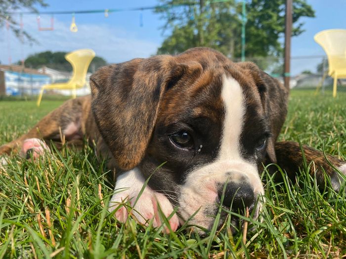 Willow Rose Boxers Breeder Boxer Puppies Breeder Dog