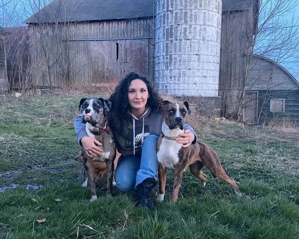 Ckc registered boxer store puppies sale