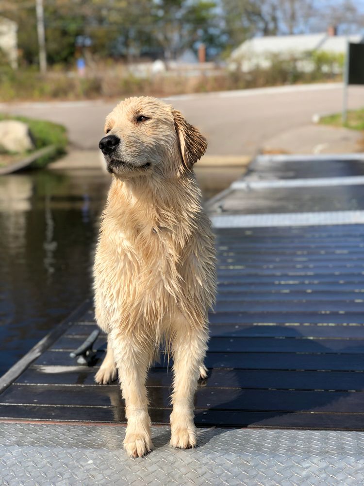 Find Your Perfect Golden Retriever Puppy