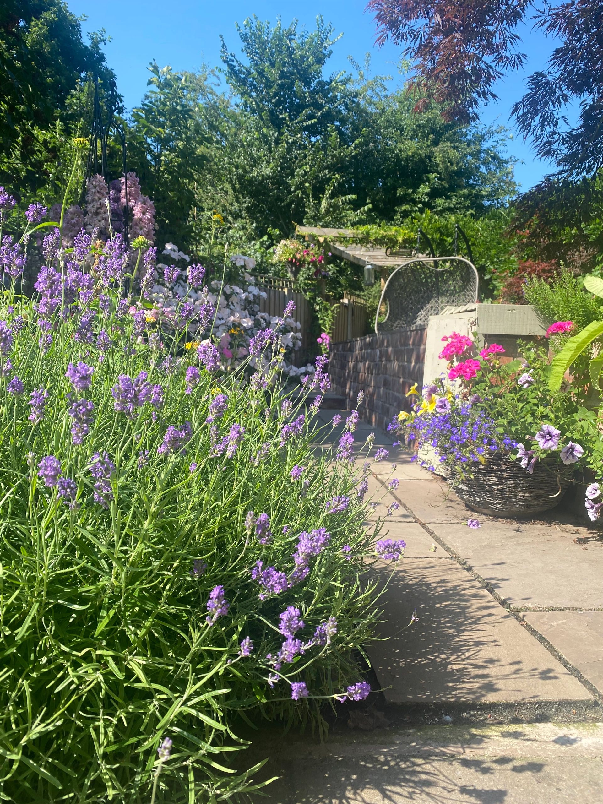 Bright garden with lavender and colorful flowers along a stone pathway.