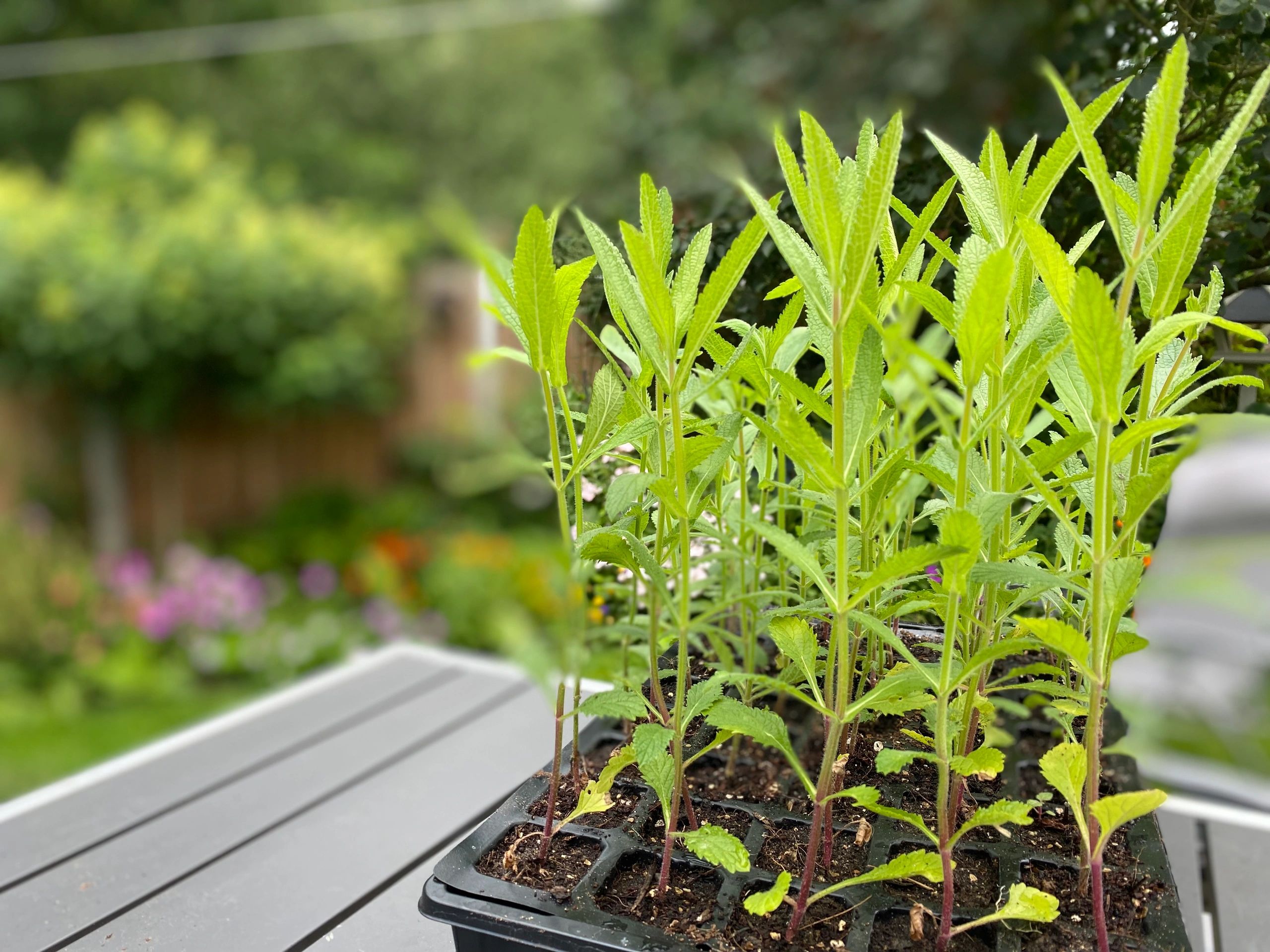 Find a Plant Nursery Near Your Location