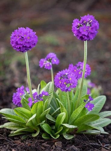 Lollipop Primula

Plug Plants Middlewich