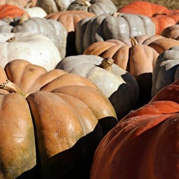 Bennett Farms has a variety of pumpkins to choose from!
