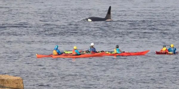 group of sea kayaker's watch an orca breach out of the water.