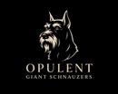 Opulent Giant Schnauzers