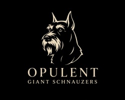 Opulent Giant Schnauzers