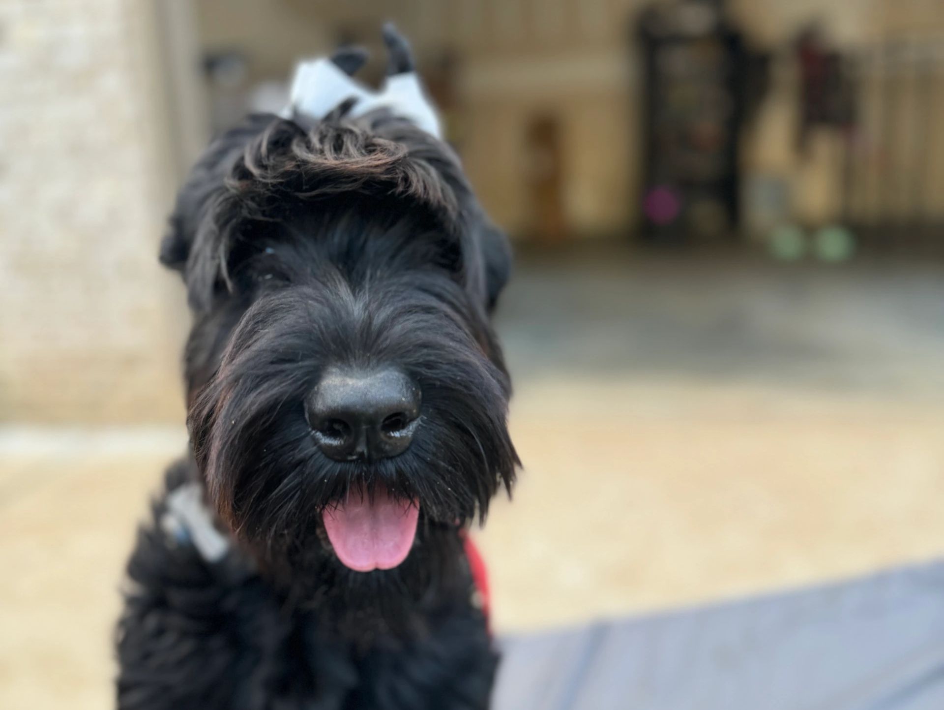 My sweet girl Duchess Louise at 4 months old 